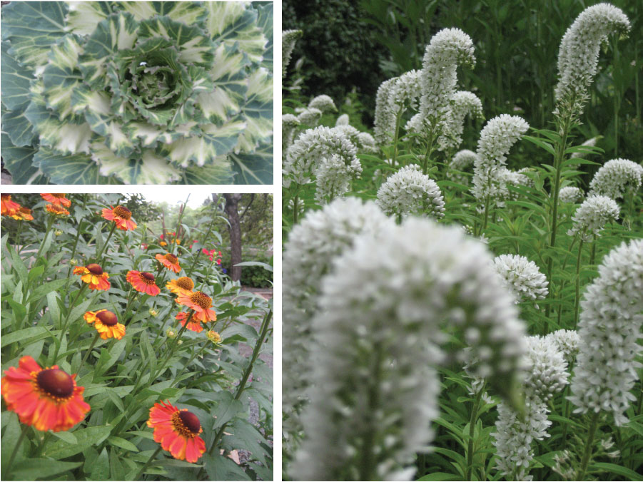 Annuals